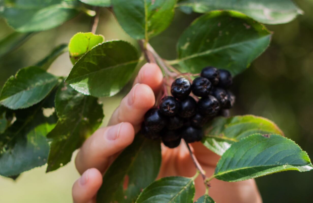 ChokeberryPlus Organic Aronia Juice is made from German Grown Organic Aronia Berries, also known as Chokeberries.